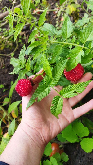 Малина китайская Мяо-мяо (клубника-малина), годжи-суперфуд