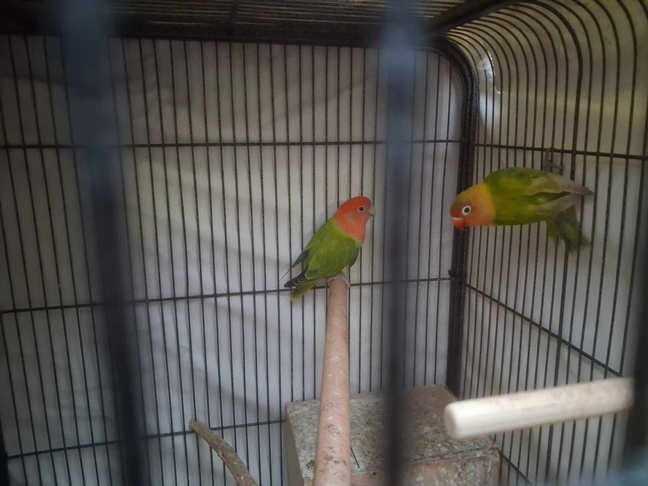 zamienie papugi nierozłączki czerwonoczelne