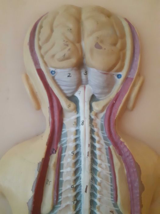 Навчальна та наглядна біологія з листового пластику. Барельєф 1.СРСР.