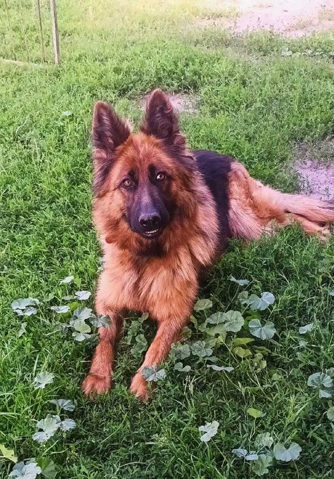 Німецька вівчарка