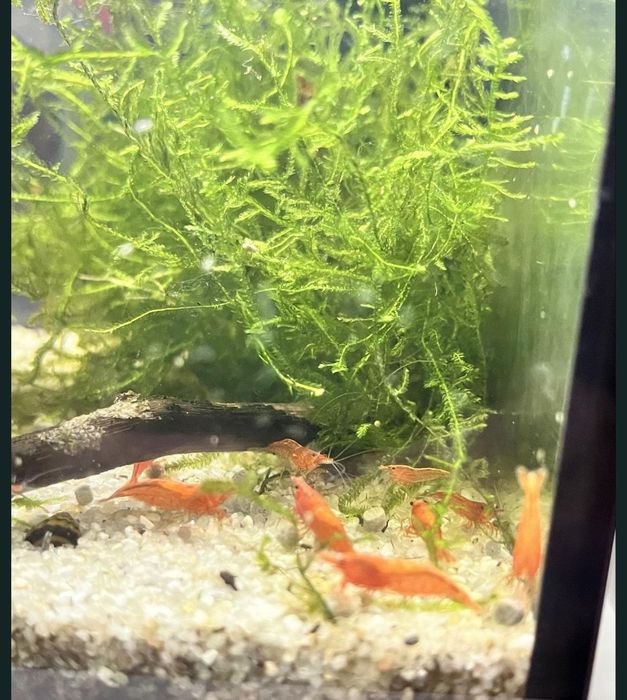 Camarões neocaridina red fire