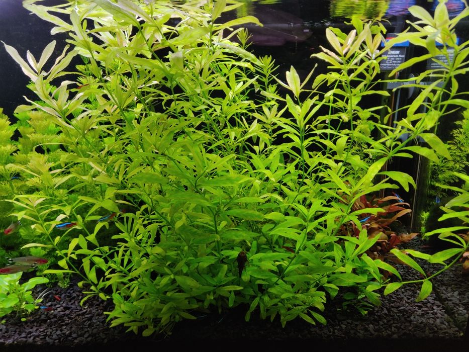 Rośliny akwariowe Hygrophila Polysperma