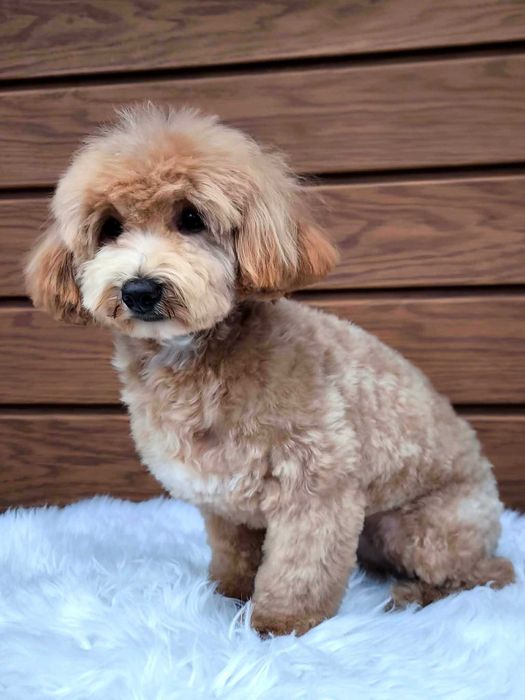 MALTIPOO  cenowa okazja !!!