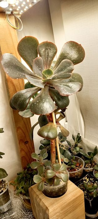 Эхеверия Сансет Донецк, суккулент