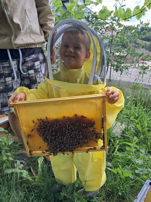 Odklady pszczele, pakiety,rodziny