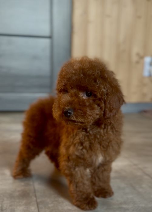 Редбраун той пудель хлопчики