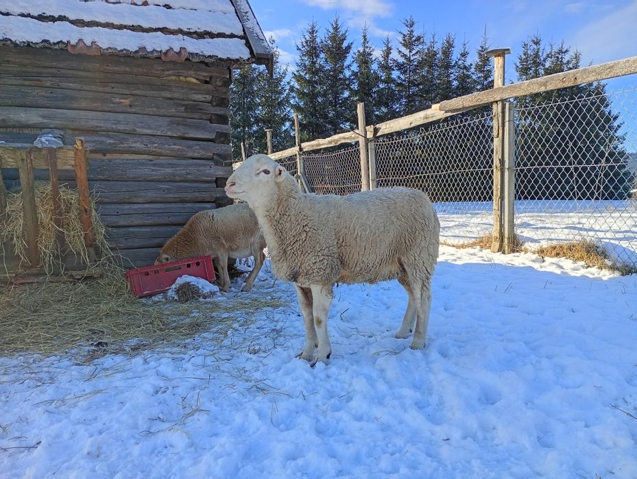 Baran nolan jednoroczny czysto rasowy