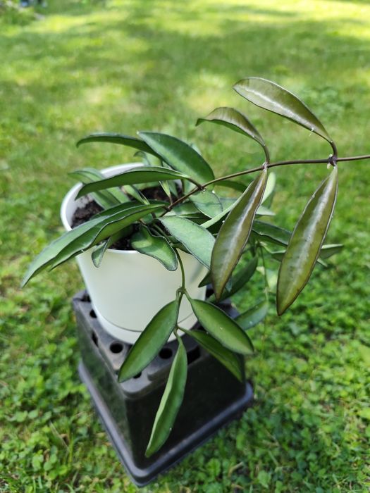 Hoya wayetii z doniczka