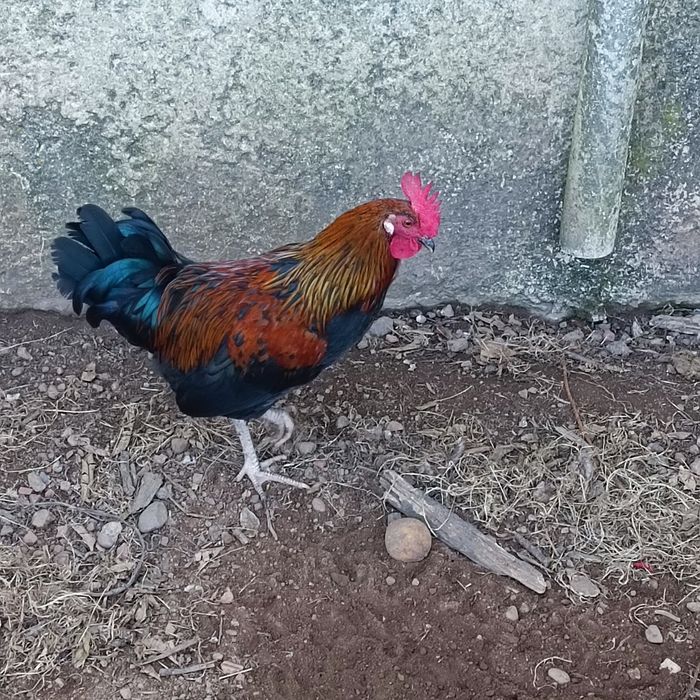 Garnisés novos - olé!