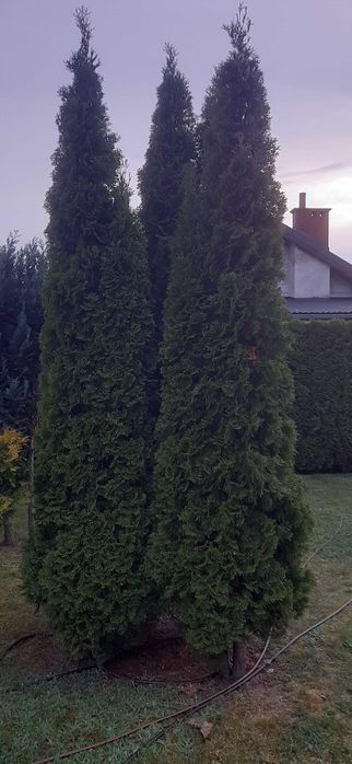Tuja Szmaragd 4sz Likwidacja plantacji