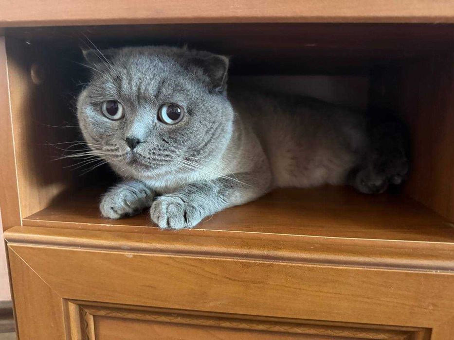 Вязка Шотландец Scottish fold blue point