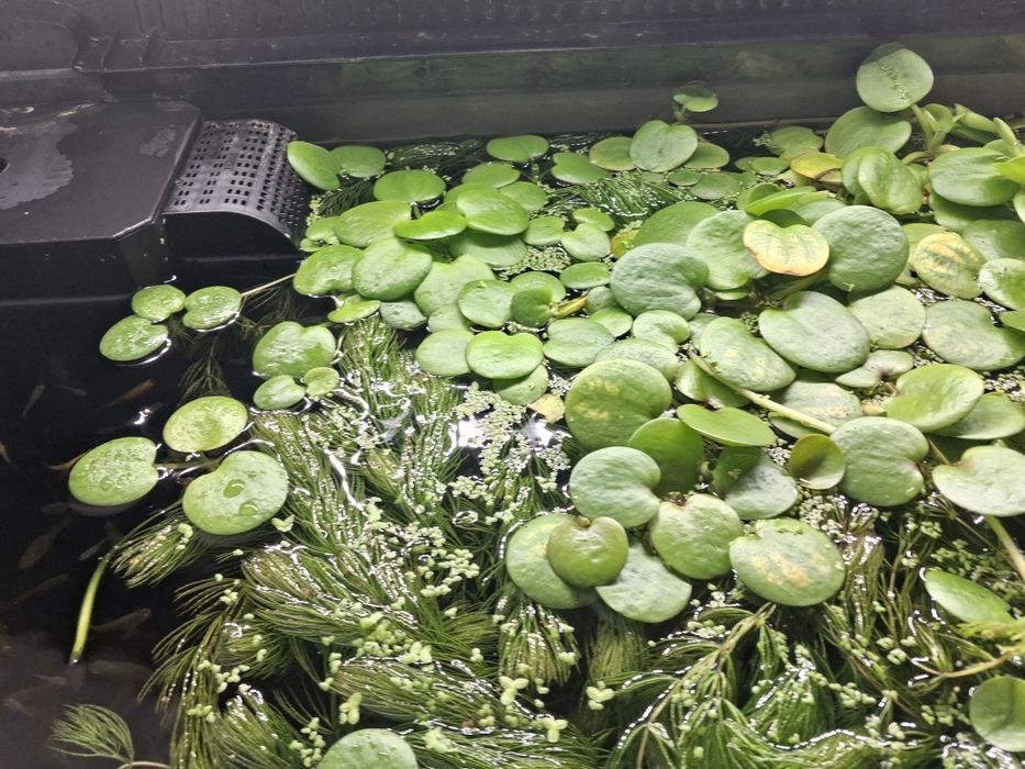 Limnobium do akwarium