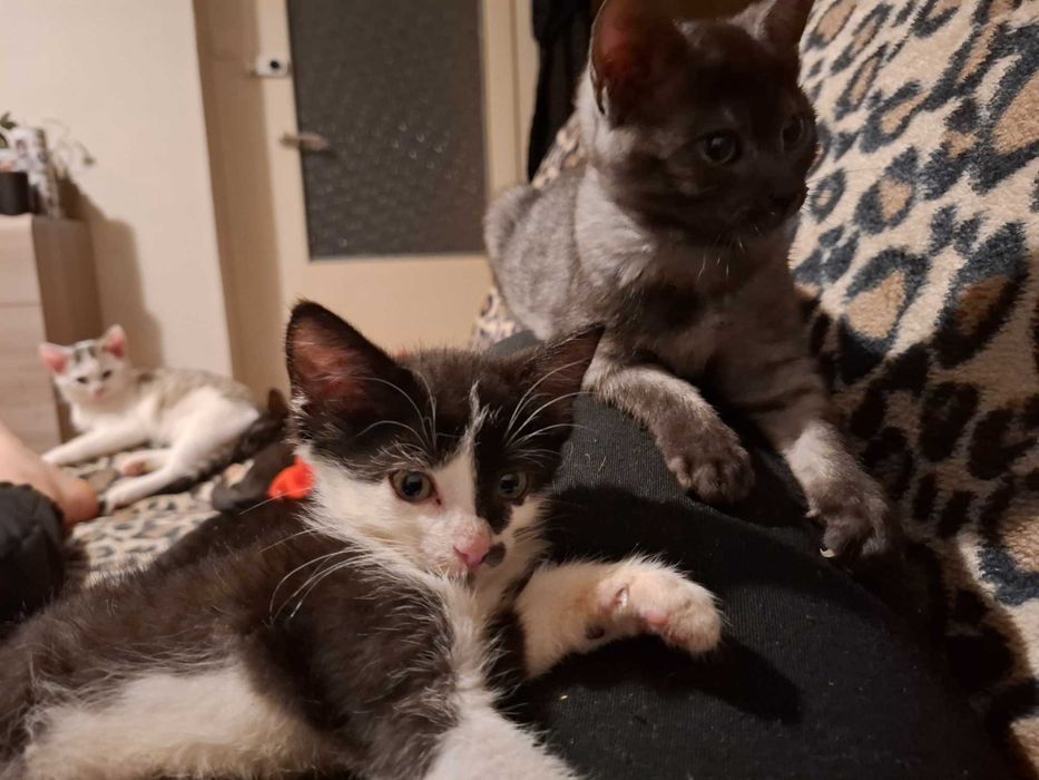 Bolek 11 tyg kocurek szuka domku