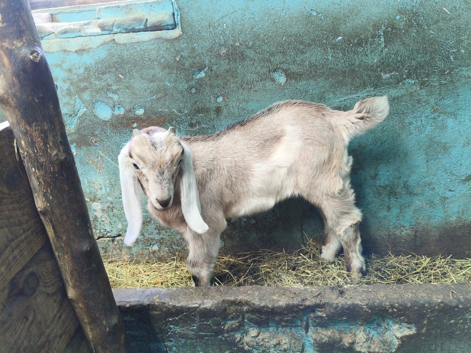 Koziołek anglonubijski- rezerwacja