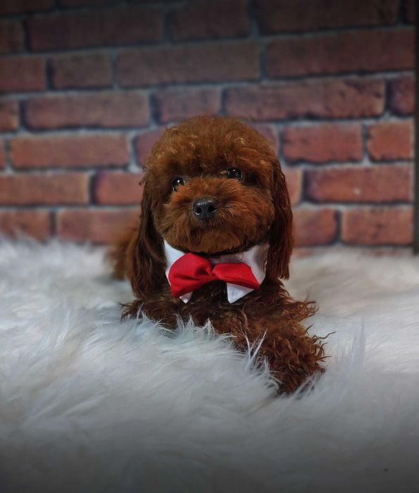 Pudel Toy-Mini Red Brown