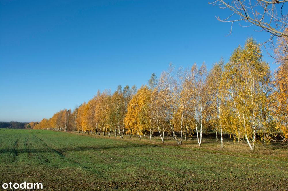 Działka 53 000m kw przeznaczona pod zabudowę mieszkaniową - mieszaną - Widok 4