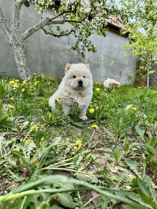 Chow Chow - śliczny piesek