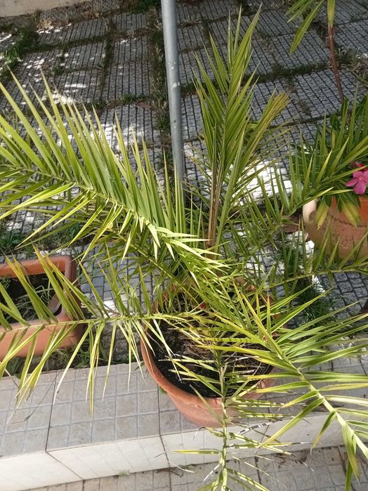 Palmeira muito bonita