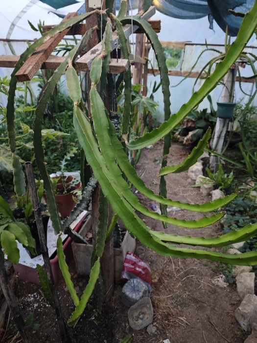 Pitayas auto fértil , autoplonizaveis e comuns  de várias variadades