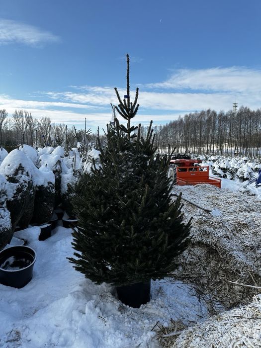 Świerk srebrny PLANTACJA choinki Transport SADZENIE producent