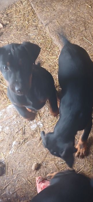 Цуцинята, щенки ягдтерьера