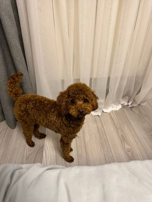 Той пудель хлопчик