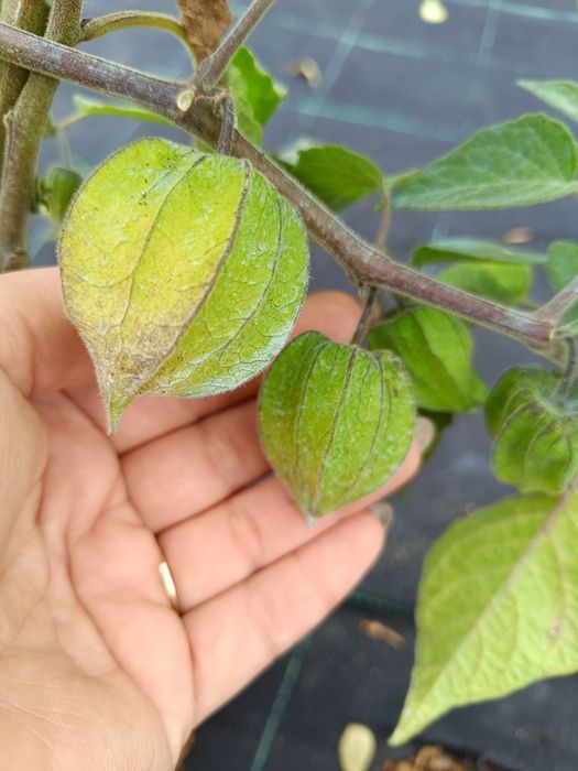 Phisalis disponíveis