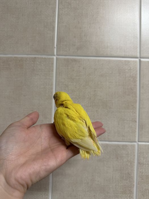 Agapornis domesticados