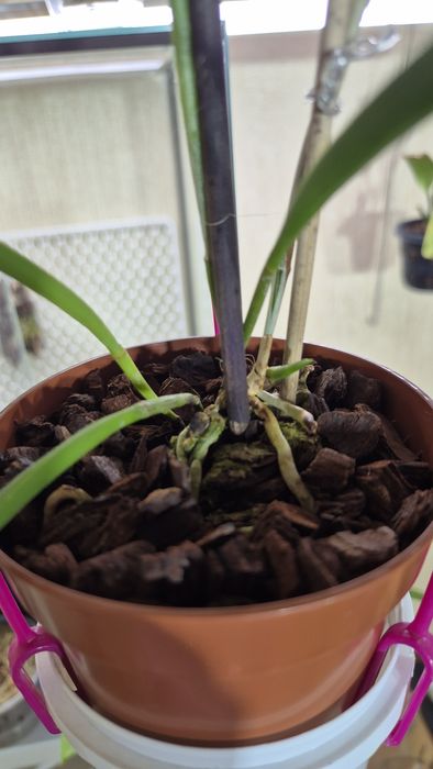 Орхидея B.Tuberculata×C.Dowiana;хойя Аустралис-250