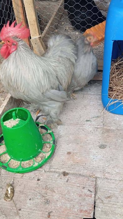 Pekins Lavanda Pintos e ovos disponíveis para Incubação