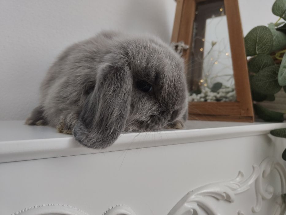 Mini Lop królik gotowe do odbioru