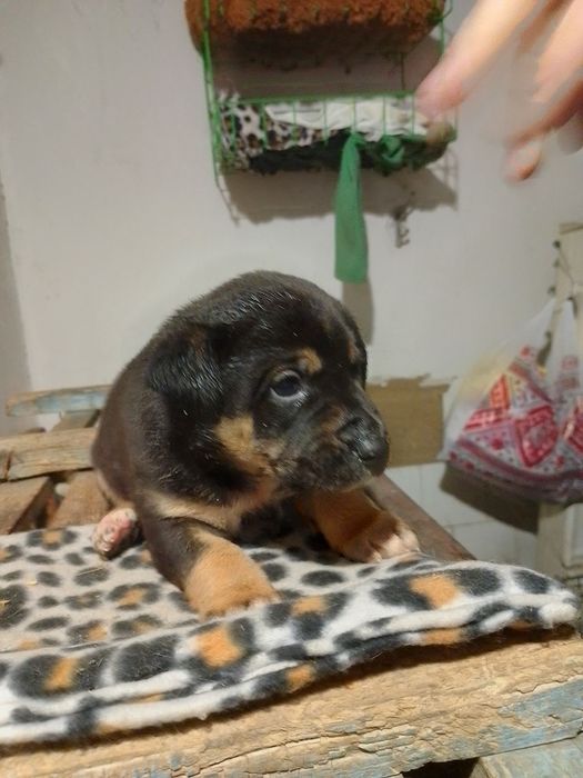 Бутуз вакцинирован с приюта