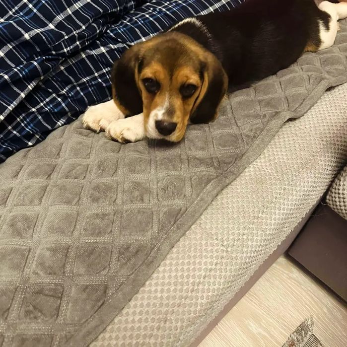 Щенки бигль готовые к переезду в новую семью