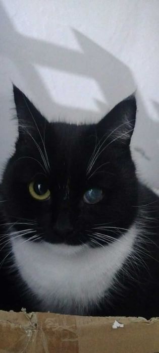 Kot. Poszukiwana kot ze zdjęcia. Zaginęła 4/5 czerwca. Prosimy o pomoc.