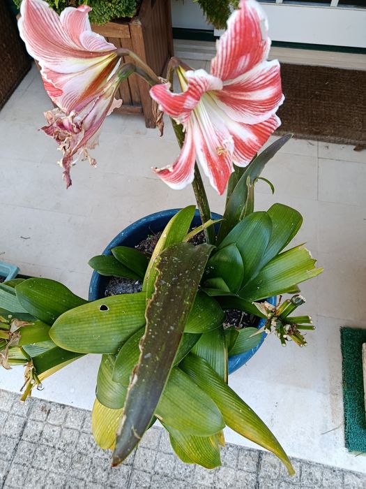 Flor vermelha e branca em vaso verde