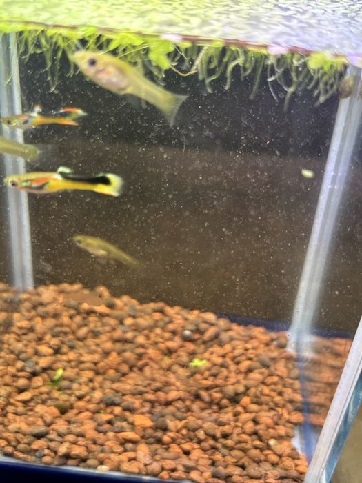 Gupiki Endlera Saddle Back