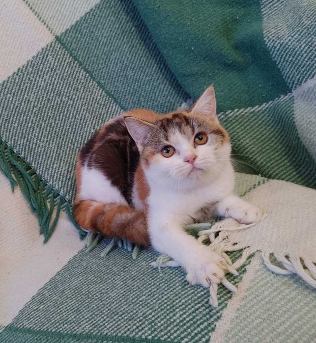 Marble calico Scottish straight дівчинка-киянка приємного характеру