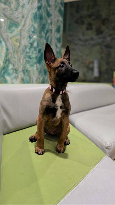 Цуценята Бельгійської вівчарки (діти Супер Гранд Чемпіона України))