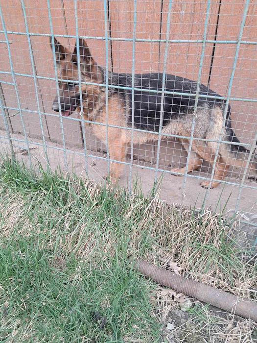 Продам німецьку вівчарку