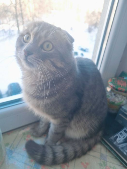 Шотландський висловухий шиншиловий котик