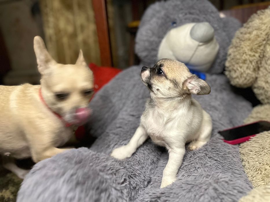 Продаж цуценят чихуа