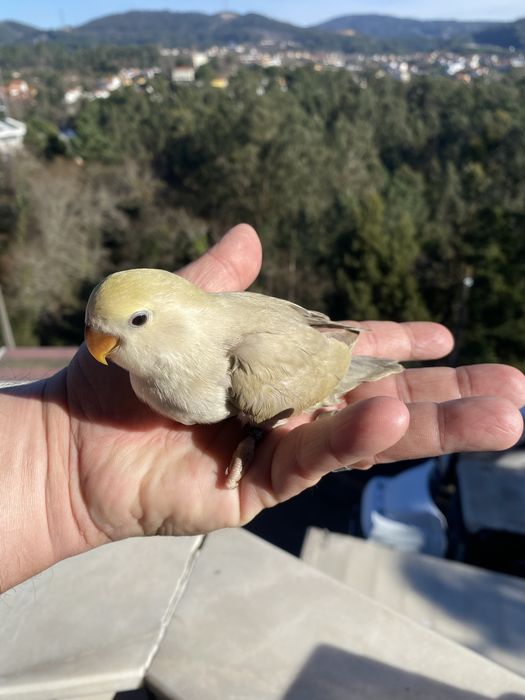 Agapornis domesticado
