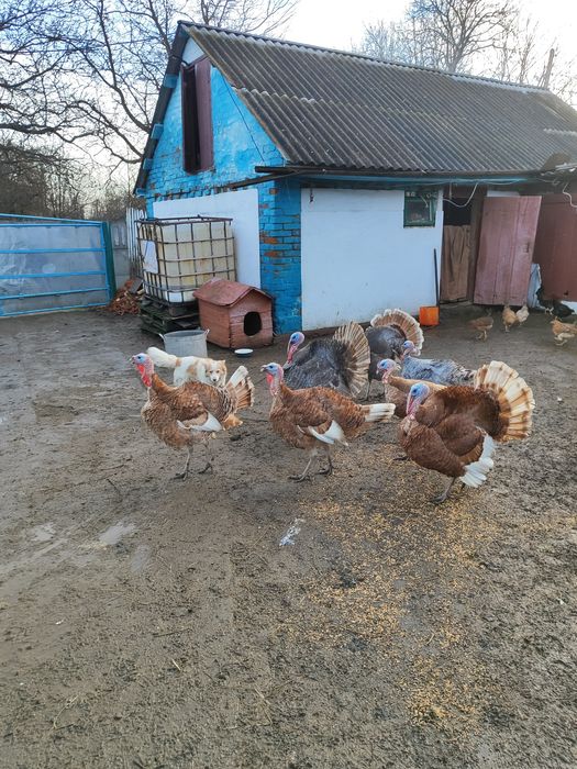 Індик индюк на племя Голубий Аспідний бурбон