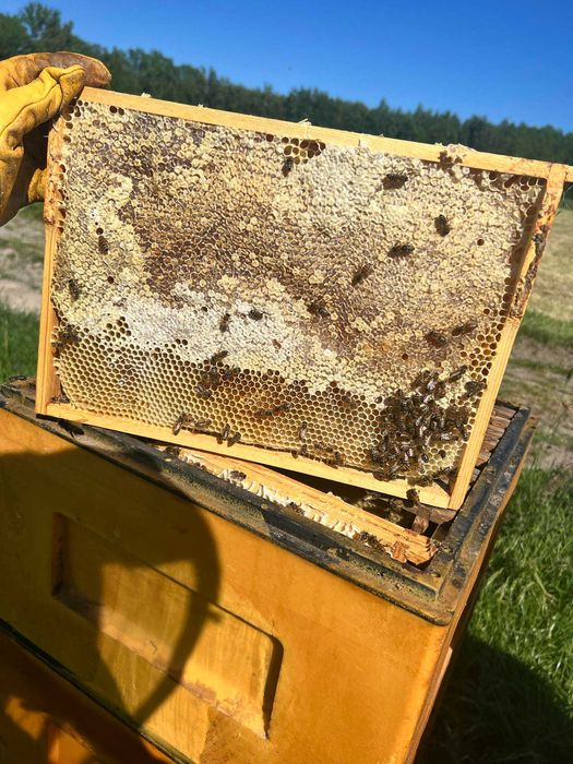 świeży tegoroczny miód wielokwiatowy hurt pasieka ule matki ro odkłady