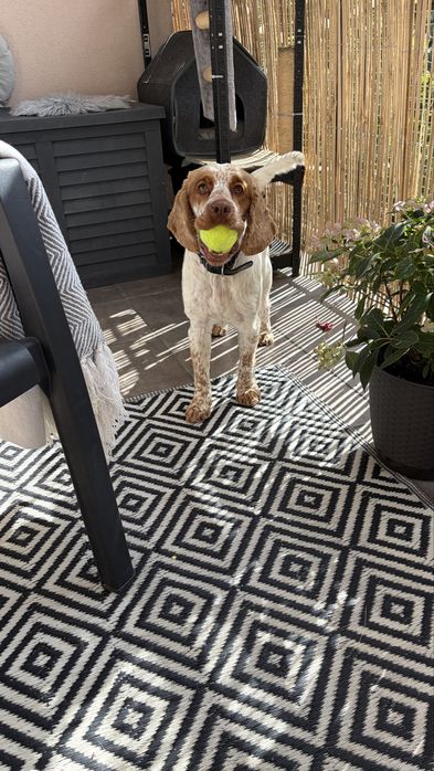 Oddam cocker spaniel młody Kraków Wzgórza Krzesławickie • OLX.pl
