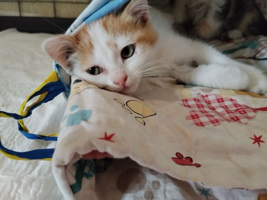 Кот кошеня котик кіт коти кот