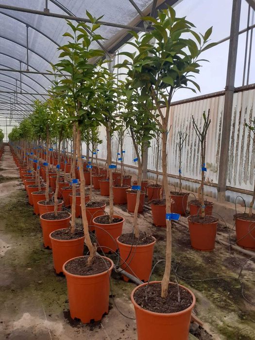 Arvores de Fruta Kumquats / Limoeiro caviar / citrinos - TRONCO GROSSO