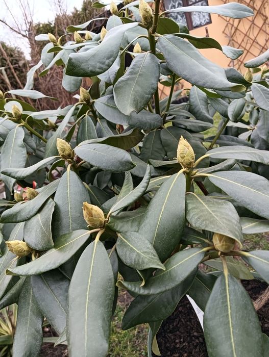 Rhododendron - czerwony, piękna duża sadzonka