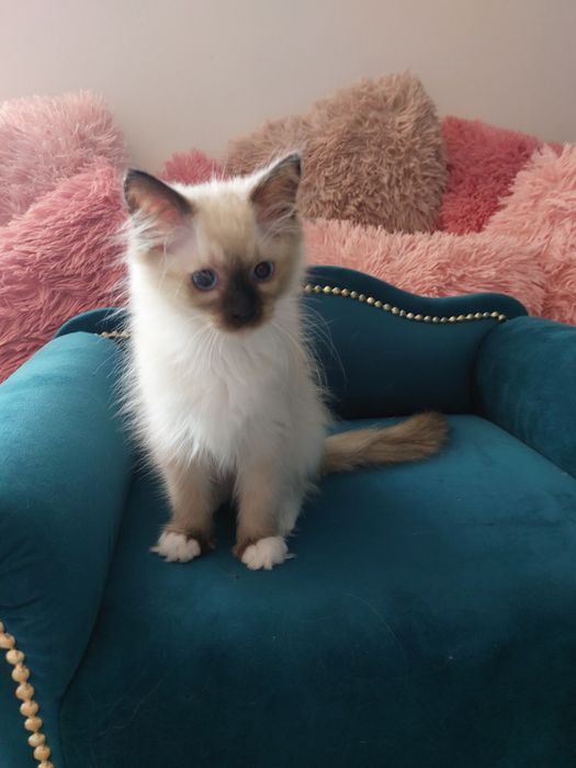 Hesia  koteczka Ragdoll FPL/FIFE