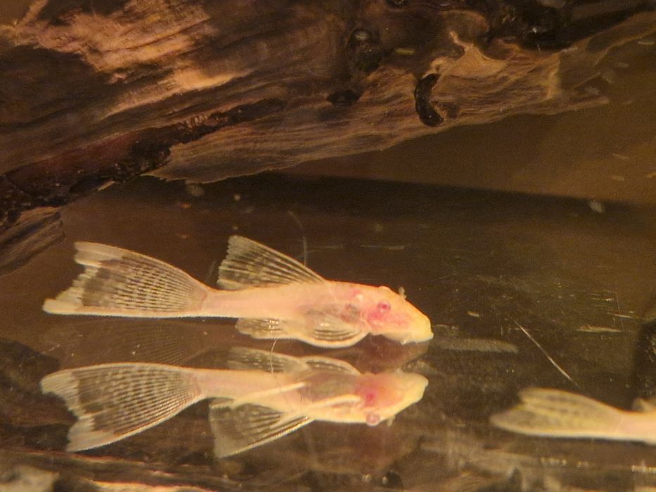 Glonojady zbrojniki weloniaste